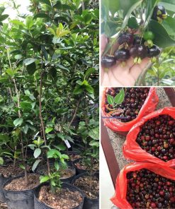 Cây Cherry Brazil