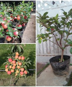 Cây Táo Lùn Mỹ sắp có hoa khoảng 60-80cm [Hết hàng]