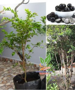 Cây Nho Thân Gỗ