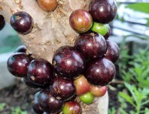 Ý nghĩa phong thủy của cây nho thân gỗ
