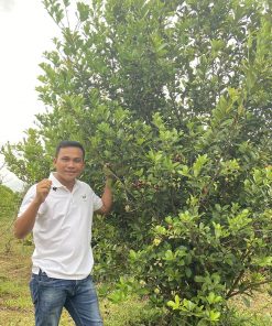 Cay-Cherry-Brazil