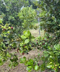 Cay-Cherry-Brazil