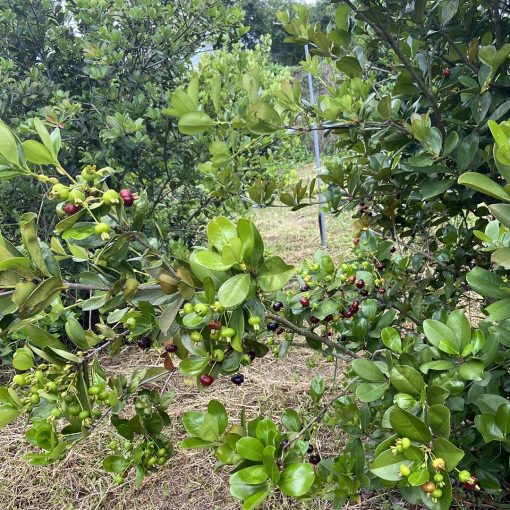 Cay-Cherry-Brazil
