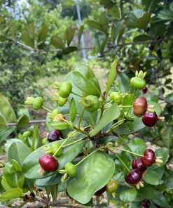 Cay-Cherry-Brazil