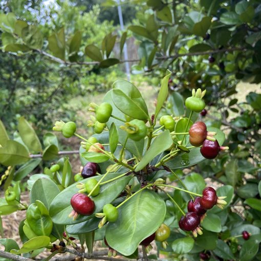 Cay-Cherry-Brazil