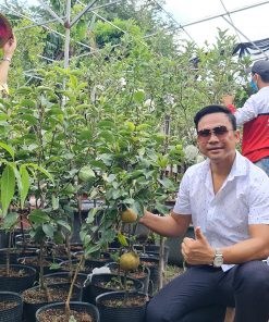 Cây Lê nâu Đài Loan Khánh Võ chuẩn giống
