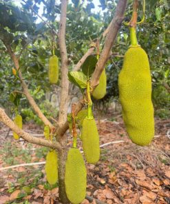 Cây Mít Trái Dài Malaysia cao khoảng 30-40cm