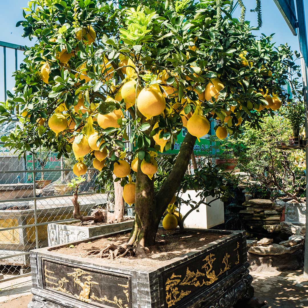 Cây Bưởi Diễn bonsai thế đẹp thân to chơi Tết - Nhà Vườn Khánh Võ ...
