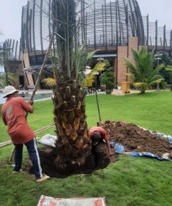 Cây Chà Là Barhee đỏ Khánh Võ chuẩn giống