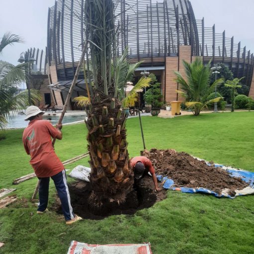 Cây Chà Là Barhee đỏ Khánh Võ chuẩn giống