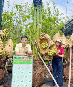 Cây Chà Là vàng Barhee cấy mô Khánh Võ chuẩn giống