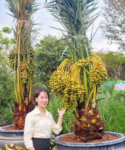Cây Chà Là Trung Đông
