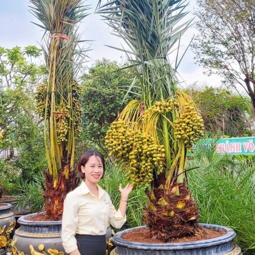 Cây Chà Là Trung Đông