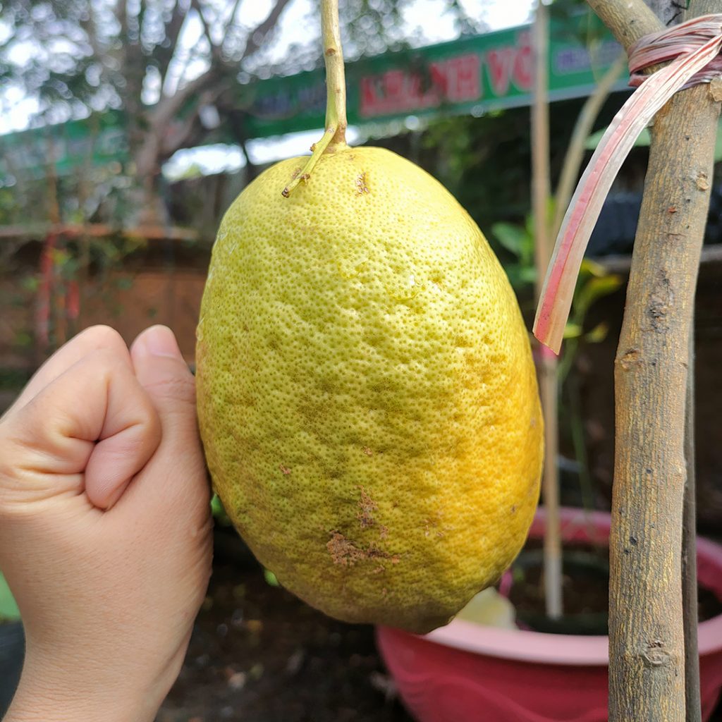 Cây Chanh Vàng Mỹ