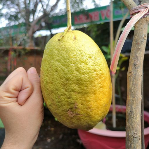 Cây Chanh Vàng Mỹ