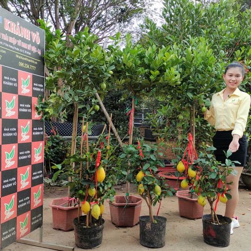 Cây Chanh Mỹ vàng