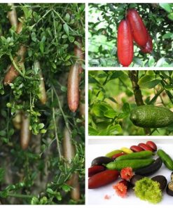 Cây Chanh Ngón Tay cây giống nhỏ