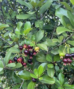 cay-cherry