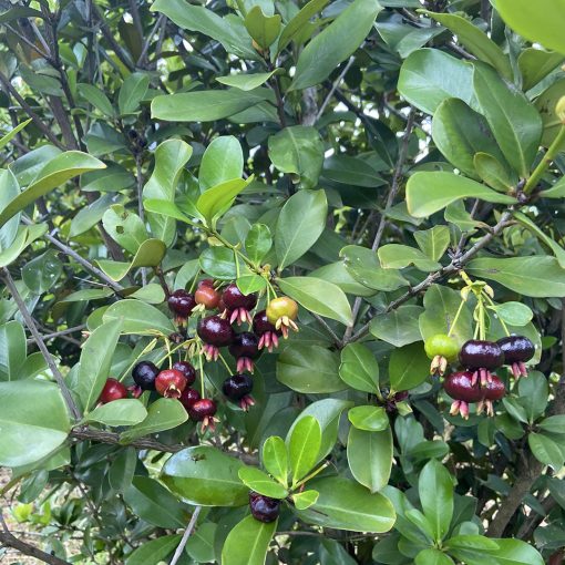 cay-cherry