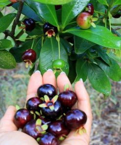 cay-cherry-