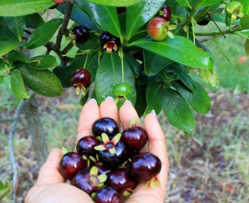 cay-cherry-