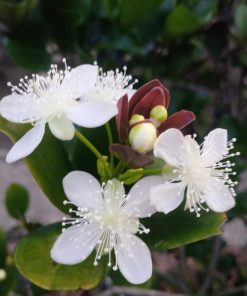 Hoa cây Cherry Brazil