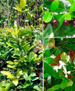 Cây Cherry Brazil