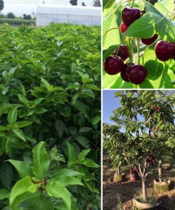 cay-cherry-my