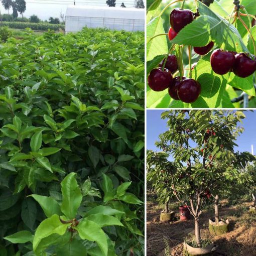 cay-cherry-my