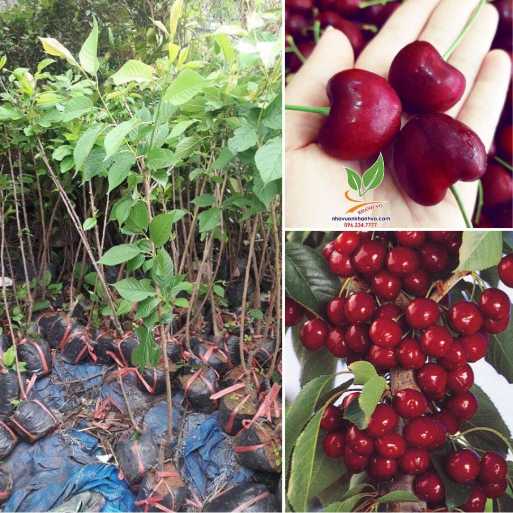 Cây Cherry Mỹ cao khoảng 6070cm