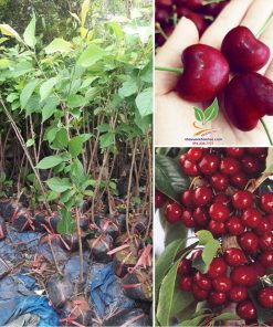 cay-cherry-my