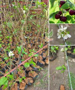 cay-cherry-my