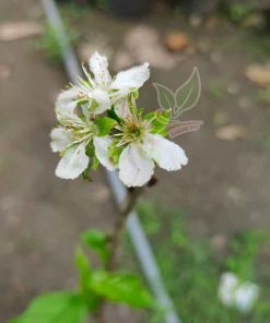 cay-cherry-my