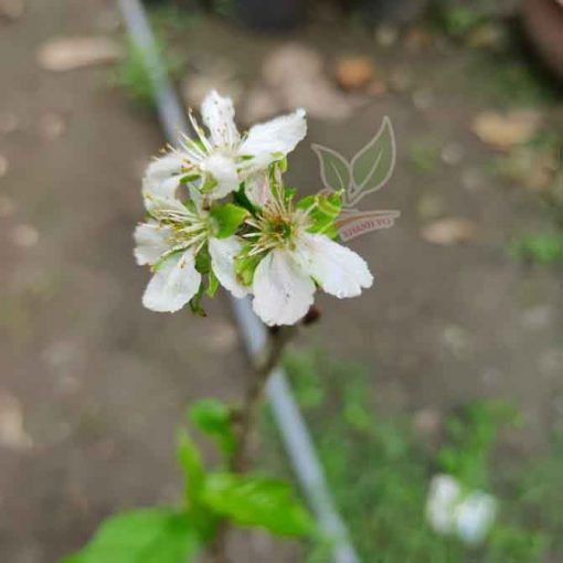 cay-cherry-my