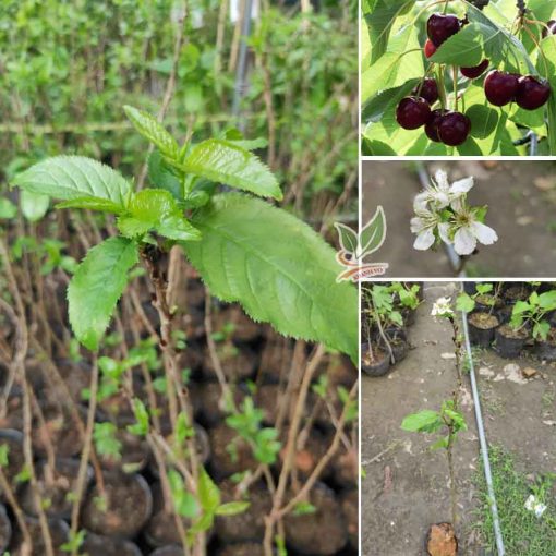 cay-cherry-my