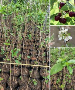 cay-cherry-my