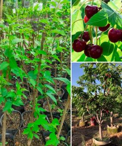cay-giong-cherry-my