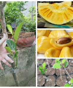 cay-giong-mit-nghe