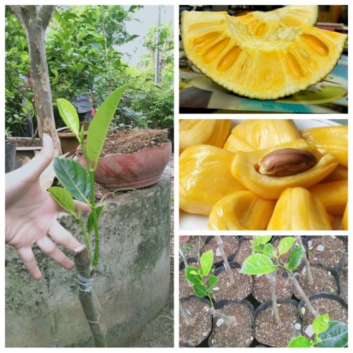 cay-giong-mit-nghe