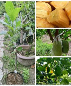 cay-giong-mit-thai