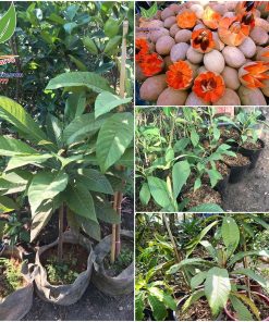 cay-hong-xiem-ruot-do