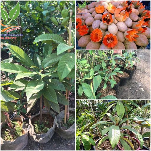 cay-hong-xiem-ruot-do