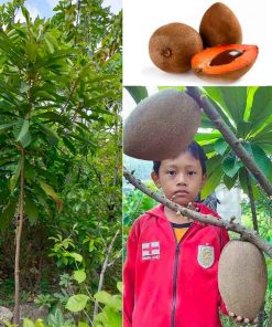 Cây Hồng xiêm ruột đỏ khổng lồ Thái Lan cao 2m