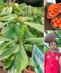 Cây Hồng xiêm ruột đỏ khổng lồ Thái Lan loại chiết đã ra trái