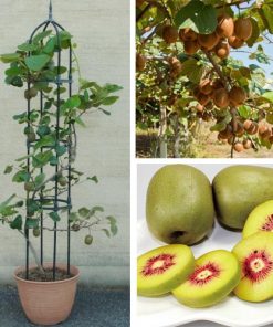 cay-kiwi