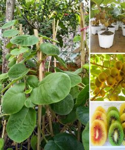cay-kiwi