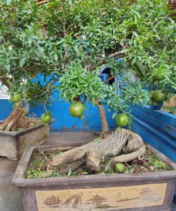cay-luu-bonsai-co-thu