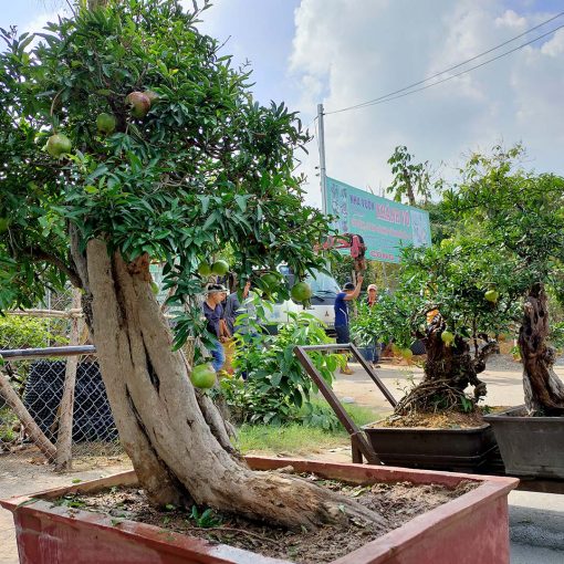 cay-luu-bonsai-co-thu