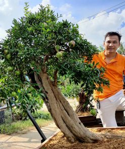 cay-luu-bonsai-co-thu