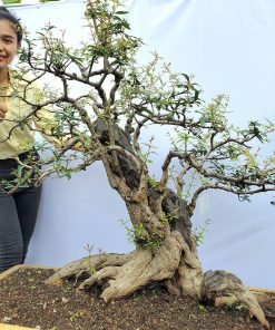 Cây Lựu bonsai cổ thụ